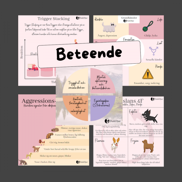 Illustrationer Inlärning, beteende och kroppen - Bild 4