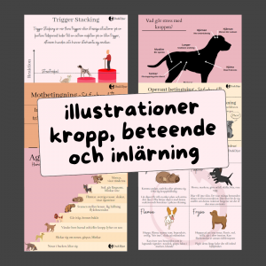 Illustrationer Inlärning, beteende och kroppen
