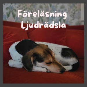 Föreläsning Ljudrädsla