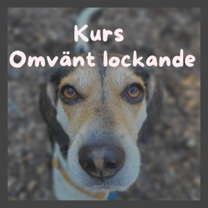 Kurs Omvänt lockande