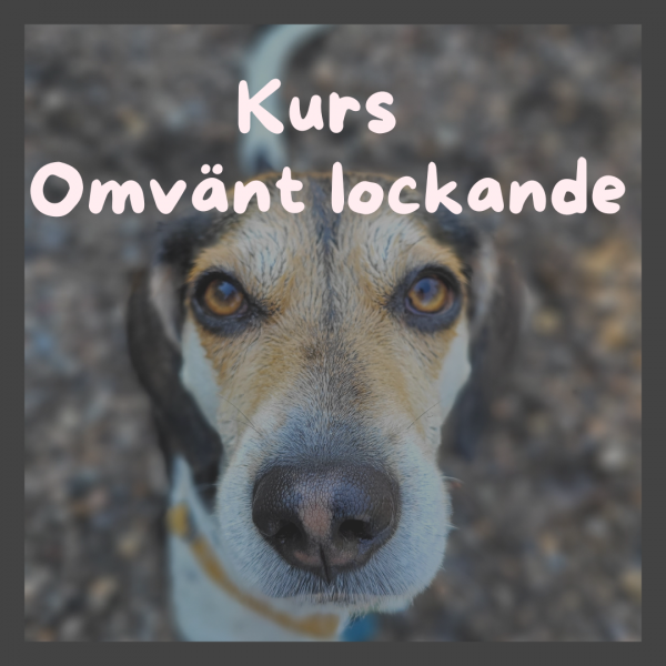 Kurs Omvänt lockande