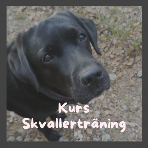 Kurs Skvallerträning