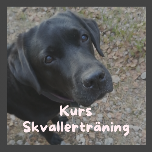 Kurs Skvallerträning